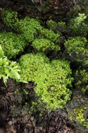 Attēlu rezultāti vaicājumam “Zygodon rupestris”