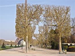 Image result for mars trees