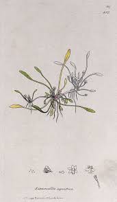 Attēlu rezultāti vaicājumam “Limosella aquatica”