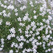 Attēlu rezultāti vaicājumam “Saxifraga cymbalaria fruit”