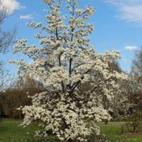 Attēlu rezultāti vaicājumam “Magnolia cylindrica”