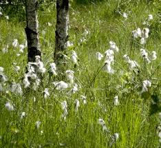 Attēlu rezultāti vaicājumam “Eriophorum latifolium flower”