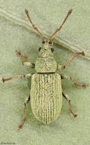 Attēlu rezultāti vaicājumam “Phyllobius”