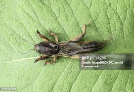 Attēlu rezultāti vaicājumam “Gryllotalpa gryllotalpa”