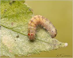 Attēlu rezultāti vaicājumam “Noctuidae”
