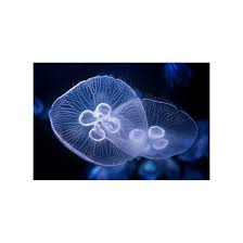 Attēlu rezultāti vaicājumam “Aurelia aurita”