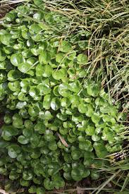 Attēlu rezultāti vaicājumam “Asarum europaeum leaf”