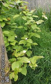 Attēlu rezultāti vaicājumam “Actinidia kolomikta”