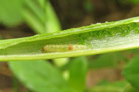 Attēlu rezultāti vaicājumam “Acrolepiopsis assectella”