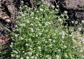 Attēlu rezultāti vaicājumam “Capsella bursa-pastoris flower”