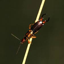 Attēlu rezultāti vaicājumam “Forficula auricularia female”