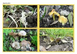 Attēlu rezultāti vaicājumam “Hygrocybe acutoconica”