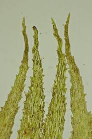 Attēlu rezultāti vaicājumam “Ephemerum serratum”