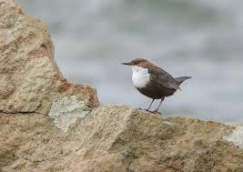 Attēlu rezultāti vaicājumam “Cinclus cinclus”