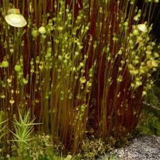 Attēlu rezultāti vaicājumam “Splachnum ampullaceum”