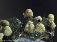 Attēlu rezultāti vaicājumam “Physarum luteolum”