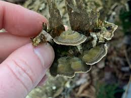 Attēlu rezultāti vaicājumam “Cerrena unicolor”