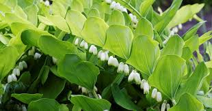 Attēlu rezultāti vaicājumam “Polygonatum multiflorum  fruit”