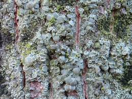 Attēlu rezultāti vaicājumam “Lecanora conizaeoides”