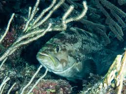 Image result for Mycteroperca interstitialis