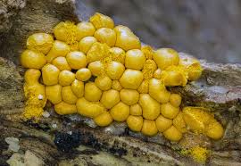 Attēlu rezultāti vaicājumam “Trichia scabra”