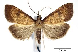 Attēlu rezultāti vaicājumam “Udea fulvalis”