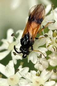 Attēlu rezultāti vaicājumam “Argidae”