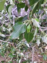 Attēlu rezultāti vaicājumam “Populus x gileadensis”