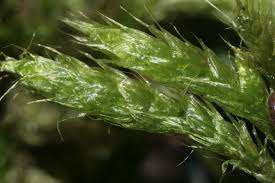 Attēlu rezultāti vaicājumam “Brachythecium”