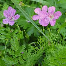 Attēlu rezultāti vaicājumam “Geranium palustre flower”