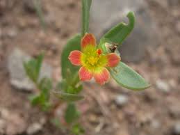 Attēlu rezultāti vaicājumam “Portulacaceae”