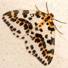 Attēlu rezultāti vaicājumam “Abraxas grossulariata”