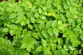 Attēlu rezultāti vaicājumam “Vaccinium myrtillus leaf”