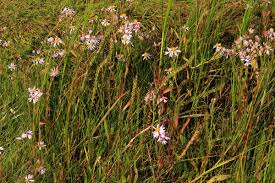 Attēlu rezultāti vaicājumam “Triglochin maritimum flower”
