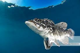 Image result for Polyprion americanus