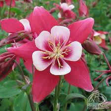 Image result for Aquilegia caerulea