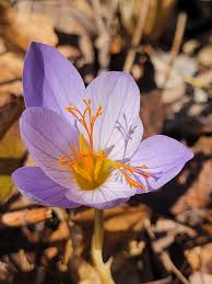 Attēlu rezultāti vaicājumam “Colchicum autumnale flower”