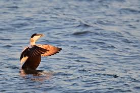 Attēlu rezultāti vaicājumam “Somateria mollissima”