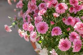 Image result for Chrysanthemum spectabile
