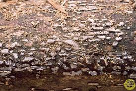 Attēlu rezultāti vaicājumam “Propolis farinosa”