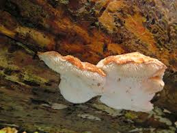 Attēlu rezultāti vaicājumam “Postia fragilis”