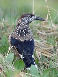 Attēlu rezultāti vaicājumam “Nucifraga caryocatactes adult”