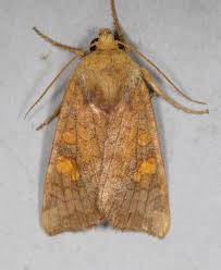 Attēlu rezultāti vaicājumam “Amphipoea”