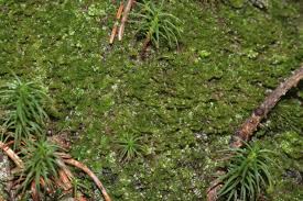 Attēlu rezultāti vaicājumam “Tritomaria exsectiformis”