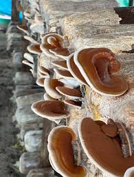 Attēlu rezultāti vaicājumam “Ganoderma lucidum”