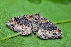 Attēlu rezultāti vaicājumam “Xanthorhoe ferrugata”