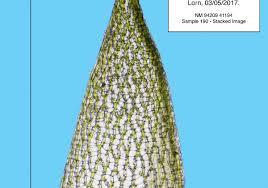 Attēlu rezultāti vaicājumam “Sphagnum quinquefarium”