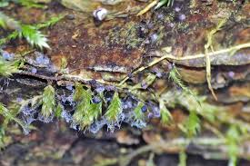 Attēlu rezultāti vaicājumam “Lycogala sphaeroconicum sessile”