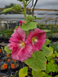 Attēlu rezultāti vaicājumam “Alcea rosea flower”