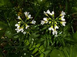Attēlu rezultāti vaicājumam “Cardamine amara flower”